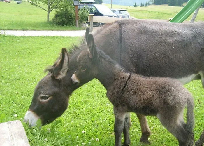 Bergbauernhof Weber Daire Bad Hindelang